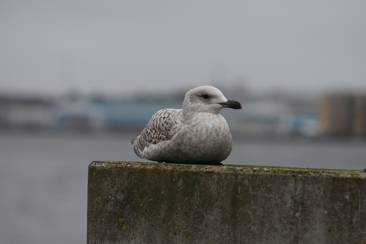 Horsens