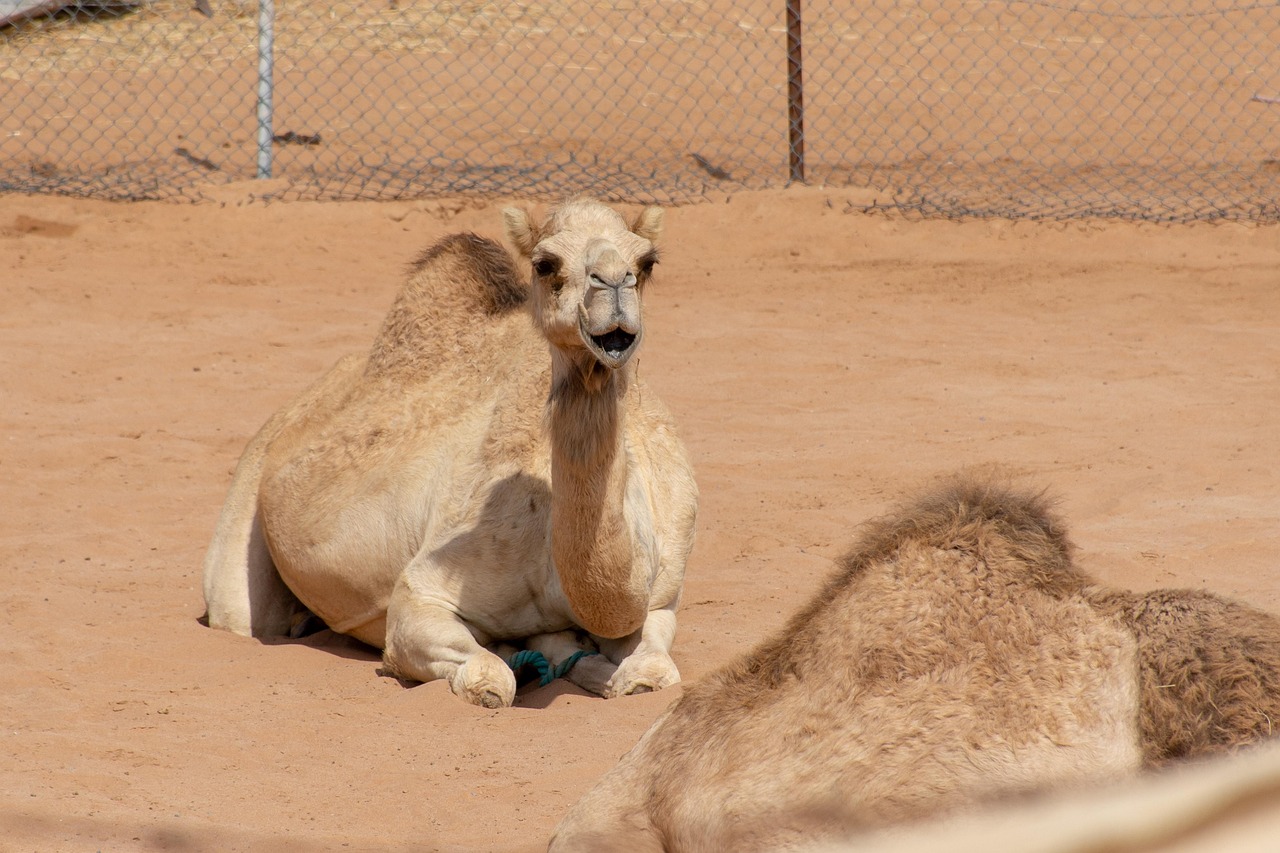 Ras al Khaimah